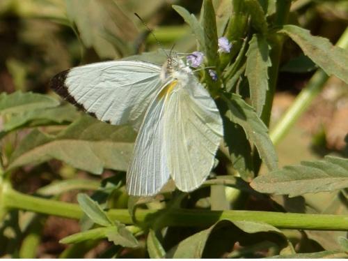 Réf. 185 506 : Dixeia orbona